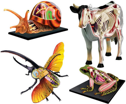 3D anatomic models puzzles