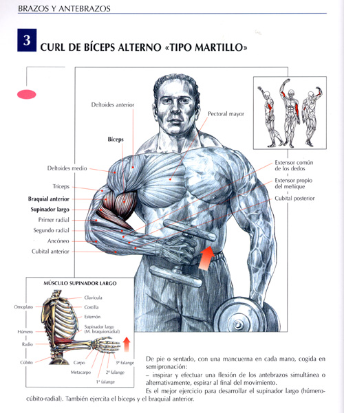 Biceps 1