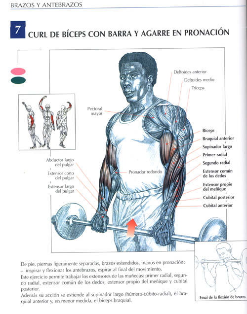 Biceps 1
