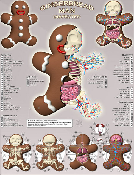 Gingerread Man Anatomy