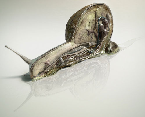 Snail anatomy